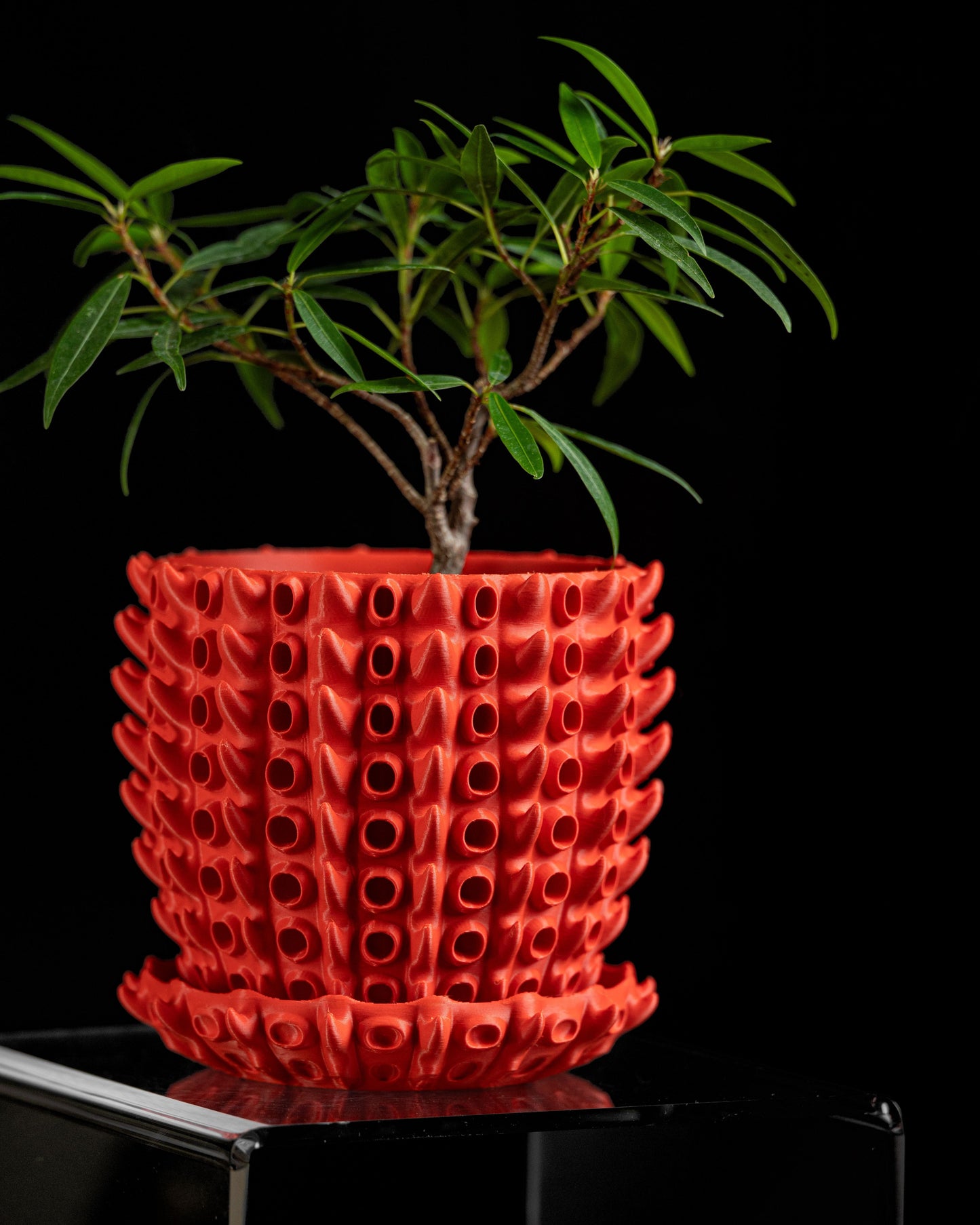 Planter Pot, Barnacle Inspired Succulent Vessel, Desktop Herb Holder, Contemporary