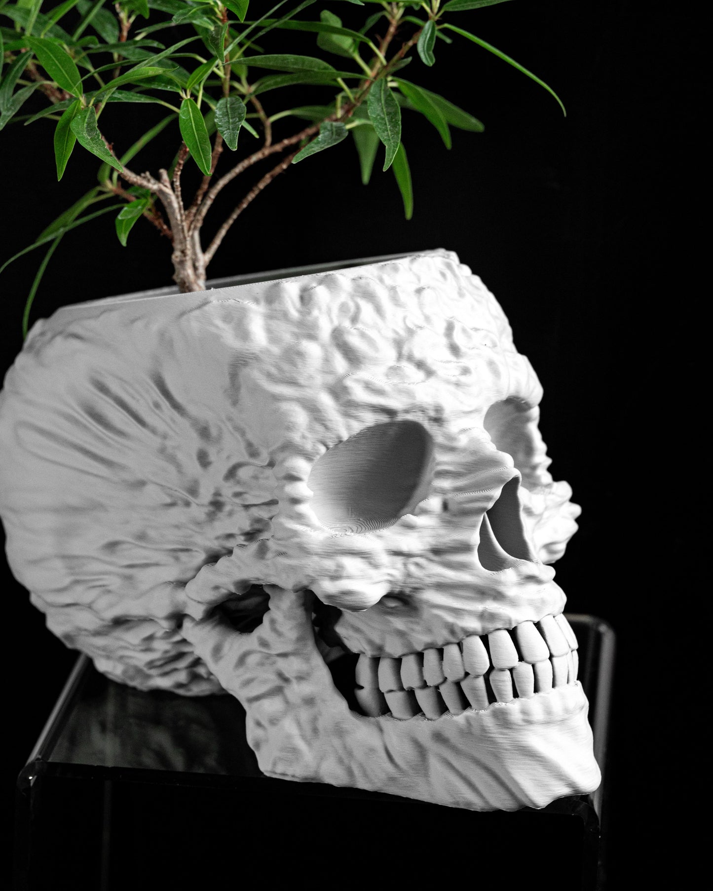Skull Planter, Gothic Succulent Organizer, Skeleton Halloween Pot, DecorativeSkull StatementPlanter