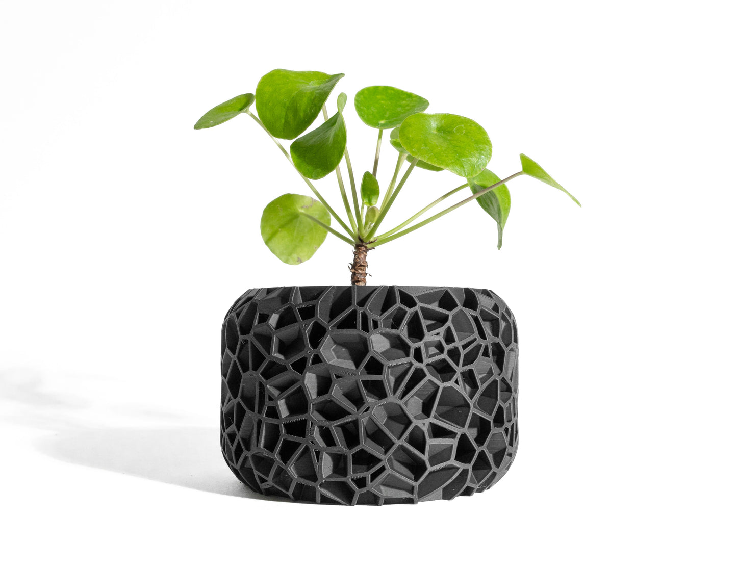 Planter Pot, Modern Herb Vessel, Bamboo, Cactus or Aloe, Indoor Bonsai Jungle Planter