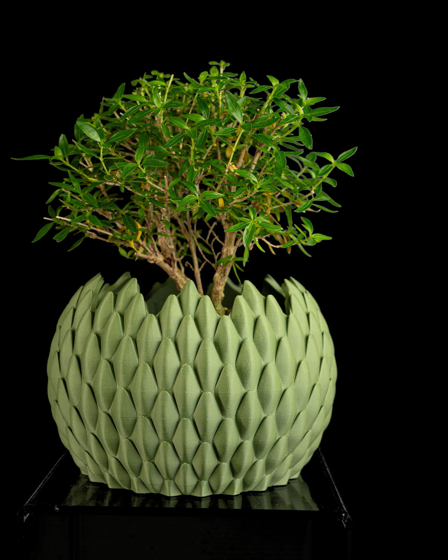 succulent planter, DragonScale geometric holder, Japandi desktop organizer, modern accent