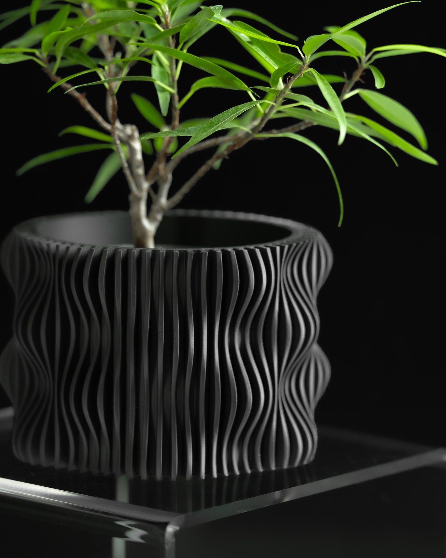 Statement Planter Pot, Decorative Herb Holder, Succulent Container, Minimalist Cactus Box, Organic Shaped