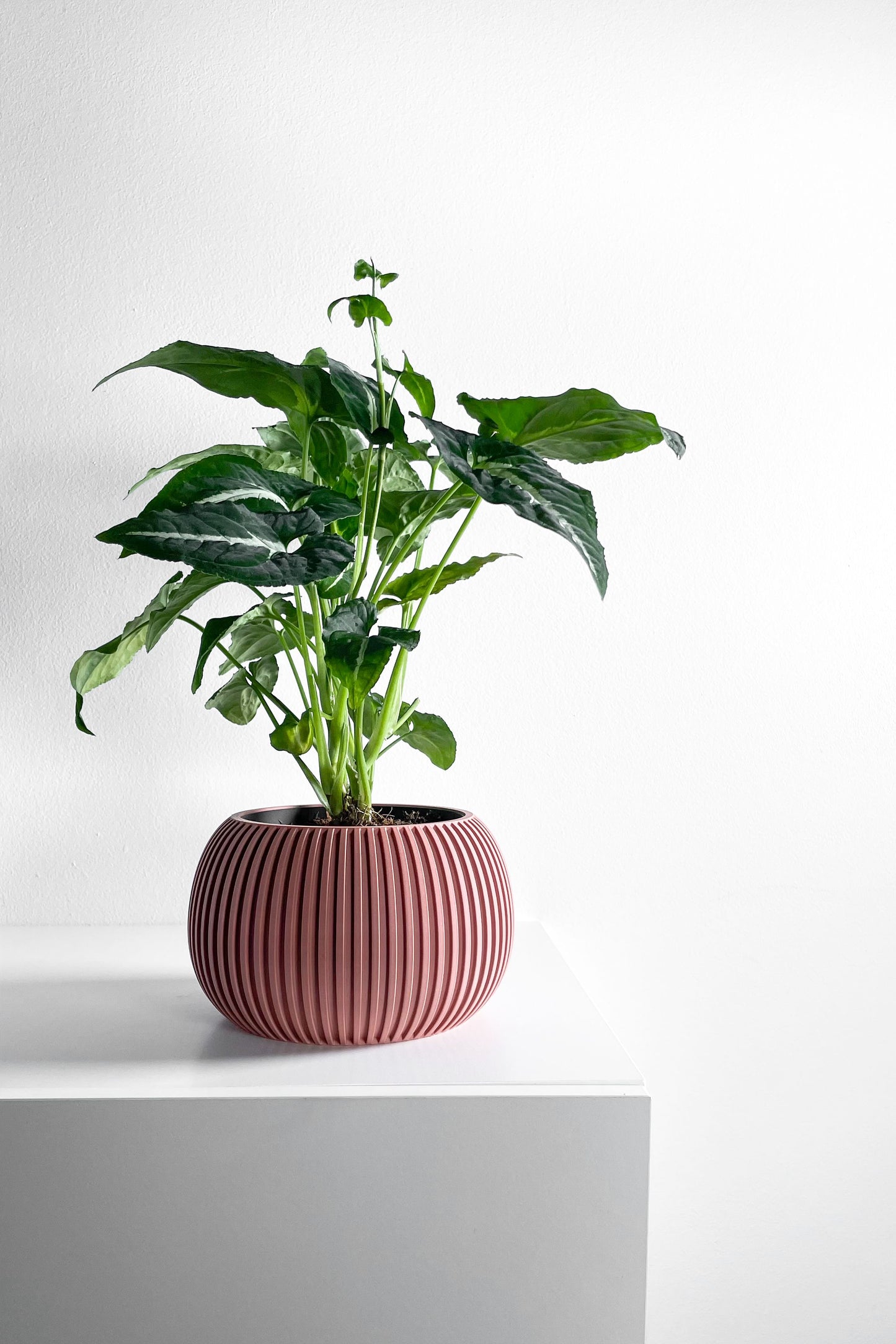 planter pot, midcentury minimalist succulent desktop organizer, indoor herb holder