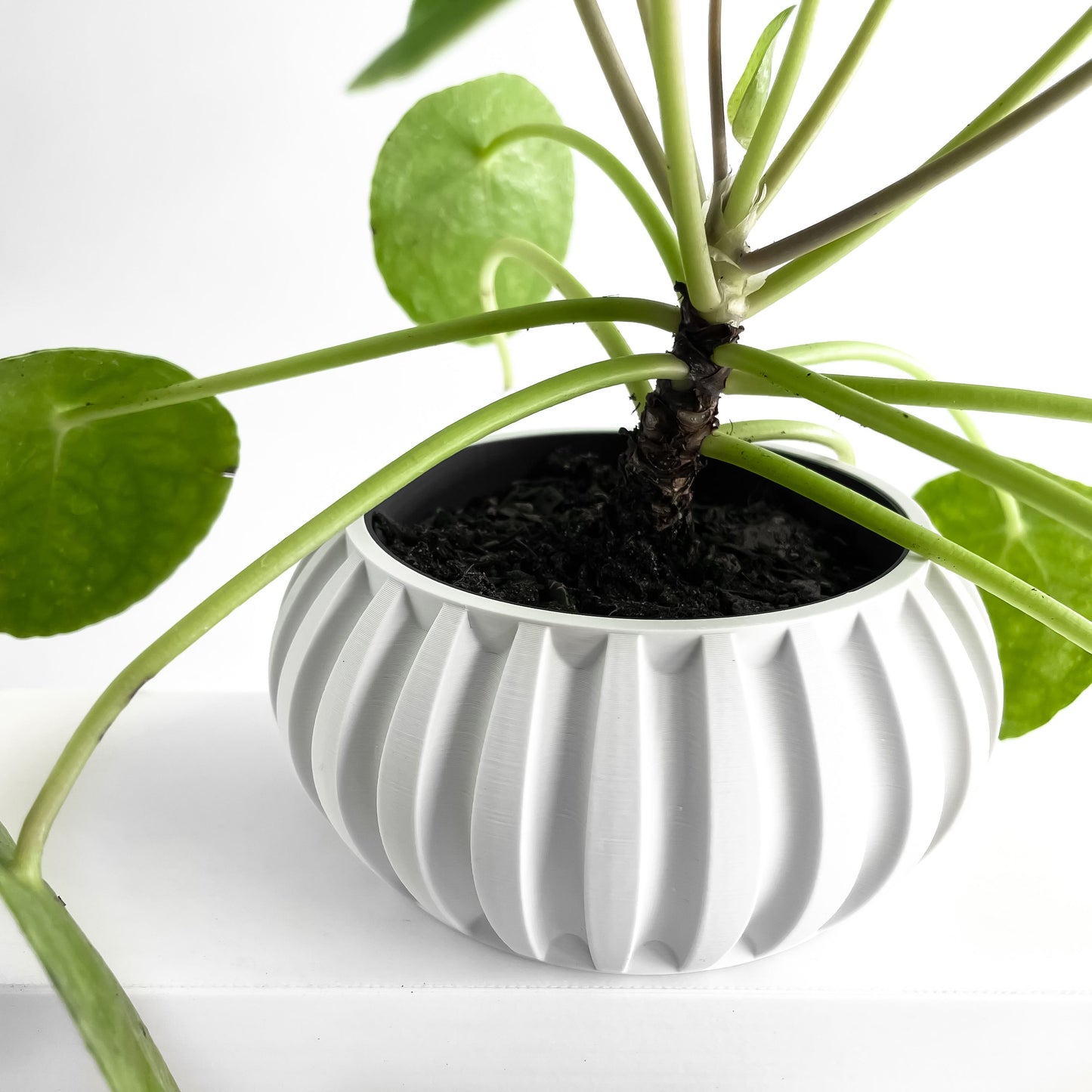 Planter Pot, Contemporary Indoor Succulent Organizer, Herb Display, Minimalist Desk